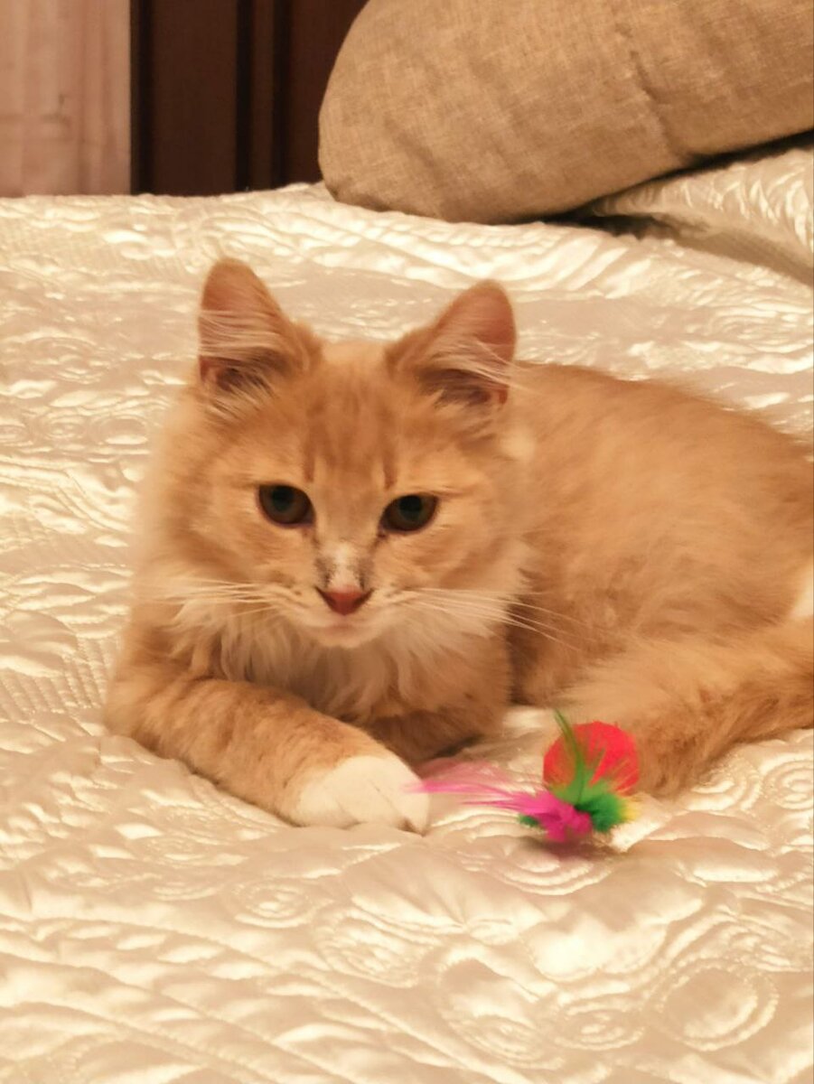 Кот Персик.