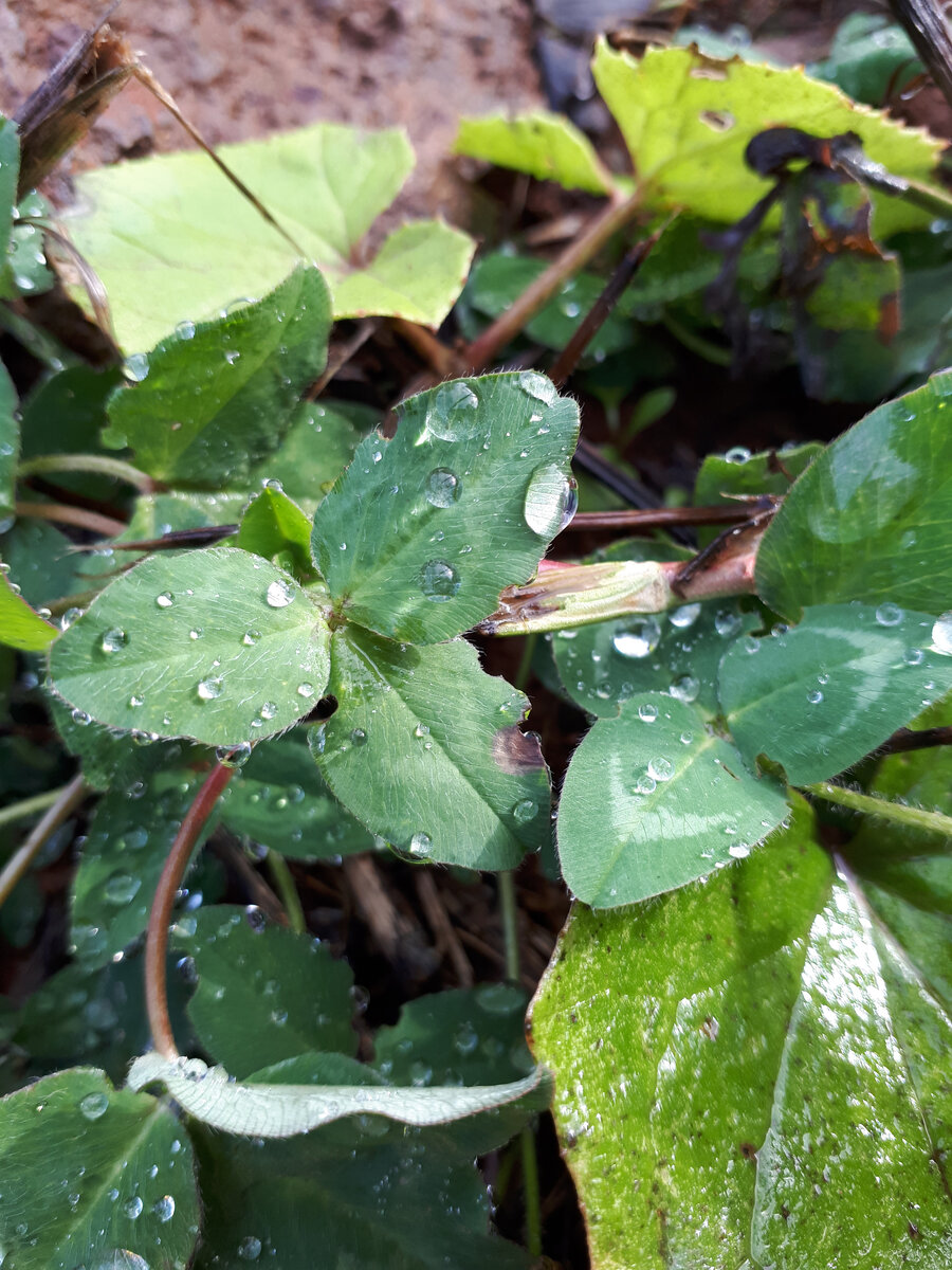 Капли дождя на листьях клевера (2 ноября)