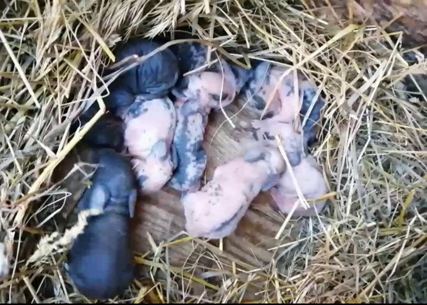 Их было девять. Фото автора
