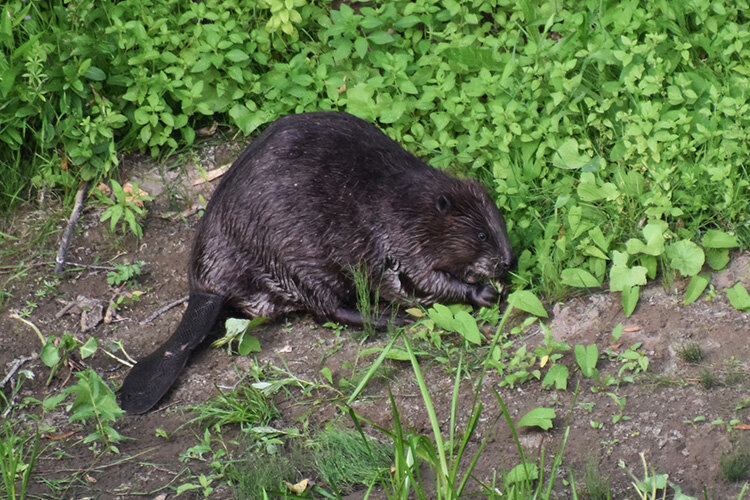    Зоологи с прохладцей относятся к поклонникам тренда по восстановлению животного разнообразия Фото предоставлено Софией Хохлачево