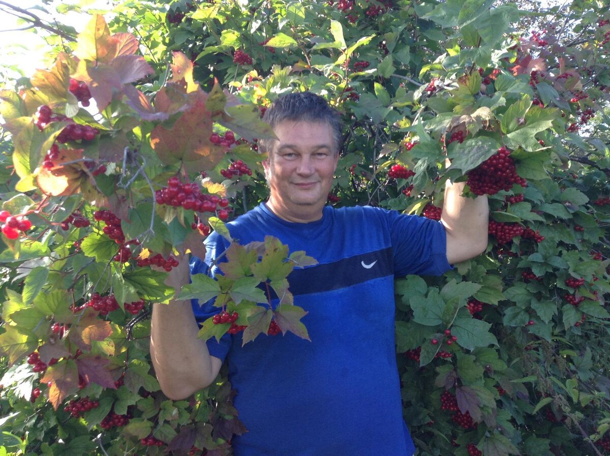Калина каждый год дает прекрасный урожай.