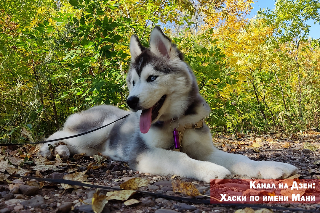 Что делать, если собака порезала подушечку лапы? - отвечает ветврач