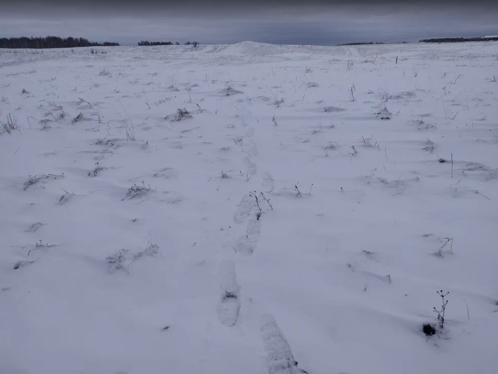 Снежка показывала. Следы на снегу. Покажи снег. Показать следы на снегу от мыши. Следы на первом снегу.