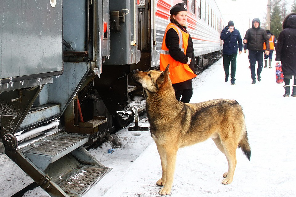 Можно в электричку с собакой. Собака на вокзале. Пес на вокзале. Собака на железной дороге. Собака которая ждала хозяина на вокзале.