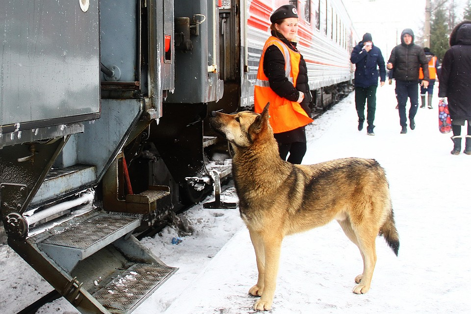 Сопровождение животного в поездах