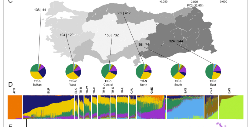 Районы Турции, имеющие различия по предковым компонентам (M Ece Kars et al., 2021)