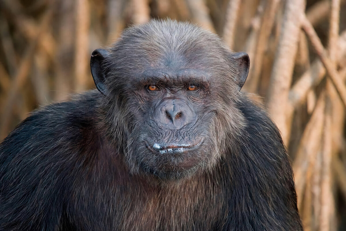 Как защищается шимпанзе — сильный, социальный и находчивый примат ...