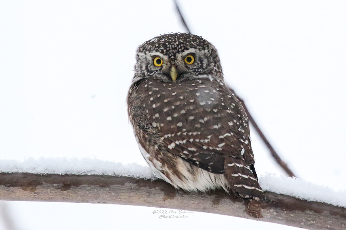 Glaucidium passerinum