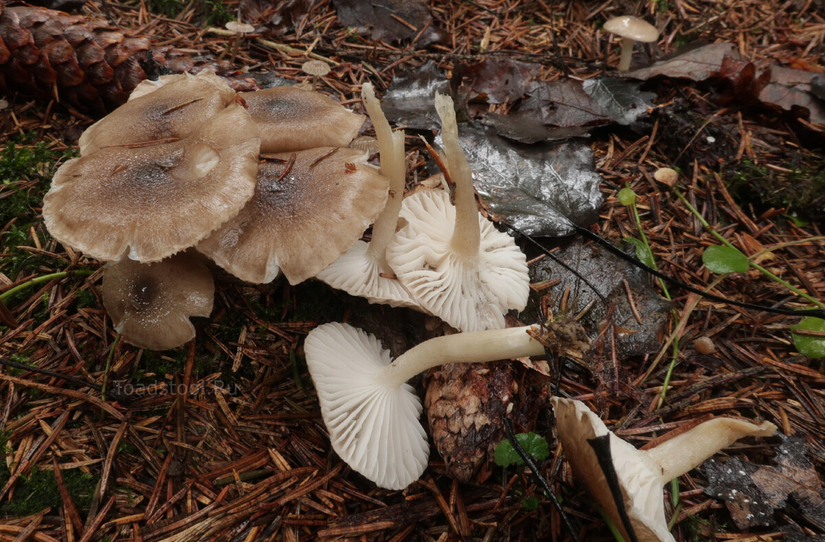 Дождь легко смывает ключевые признаки (фото И.Лебединского)