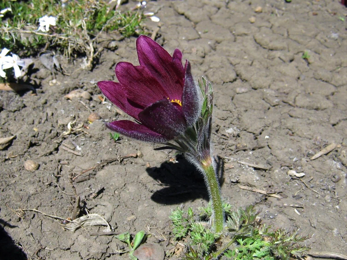 08.04.2020. "ДАРК РЕД"