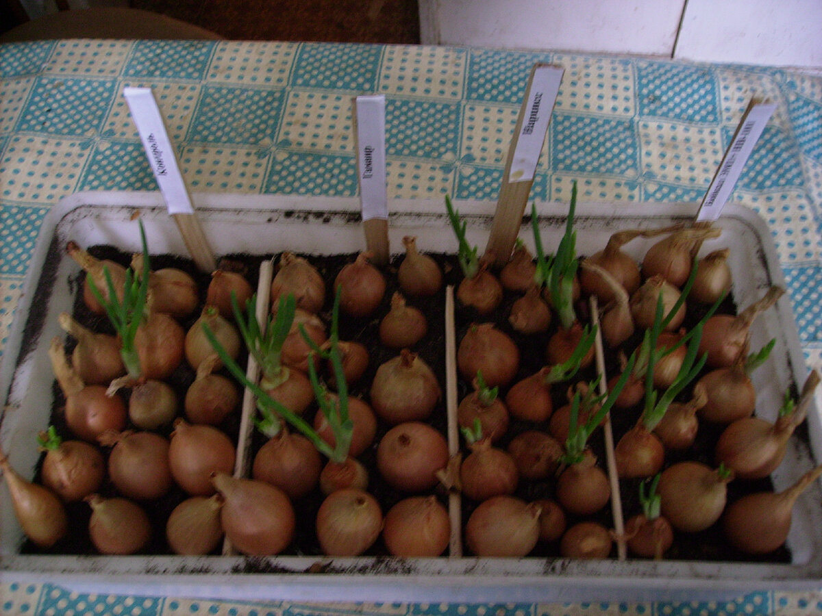 фото автора. чтобы быстрее дождаться пера стоит намочить луковицы в растворе Нарцисса. 