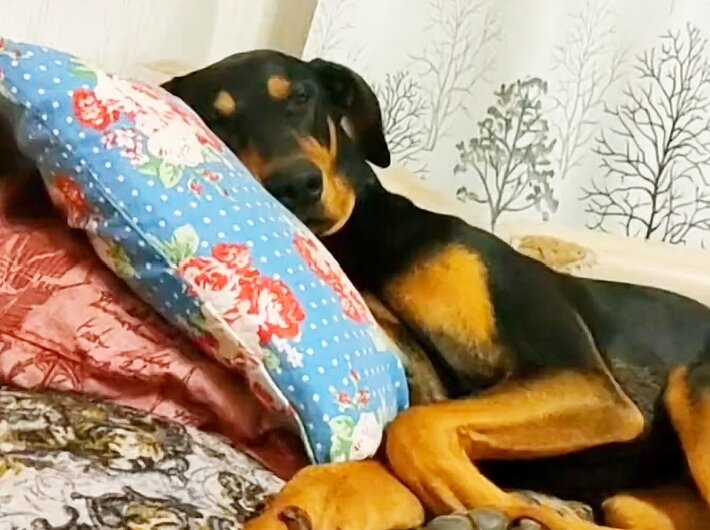 Доберман Лорд отдыхает. 