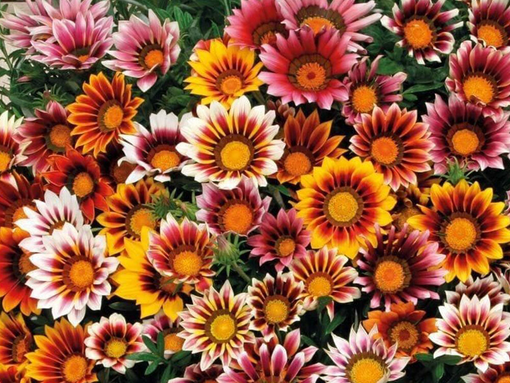 Gazania splendens