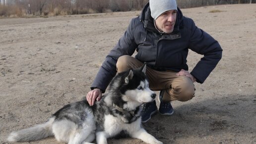 Скачать видео: Хозяин потратил 300 тысяч, чтобы помочь любимому хаски Джеку