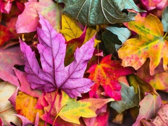     ФОТО: PIXABAY