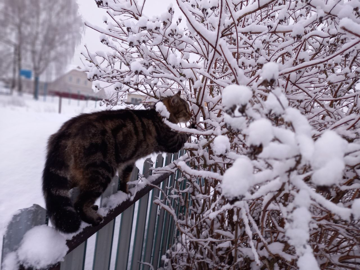 Плюшик на заборе