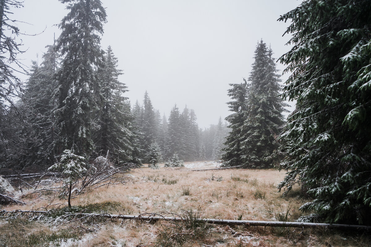 Источник: <a href="https://ru.freepik.com/free-photo/beautiful-shot-of-a-foggy-winter-forest_13319475.htm#page=3&query=%D1%85%D0%BE%D0%BB%D0%BE%D0%B4&position=38&from_view=search&track=sph">Изображение от wirestock</a> на Freepik