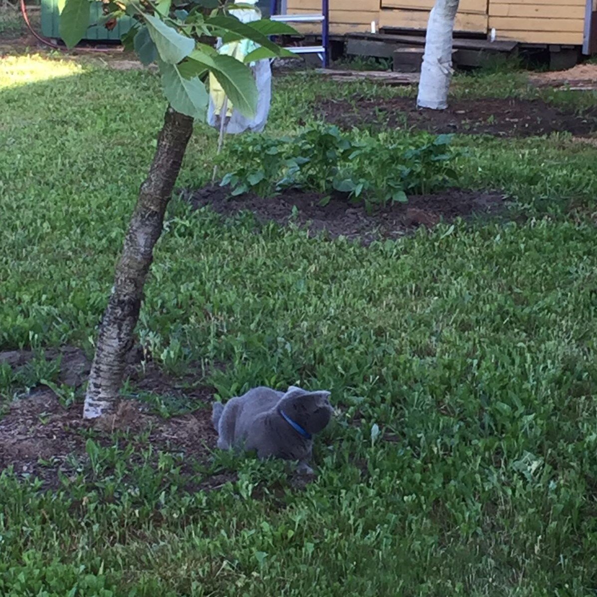 Тенек от забора