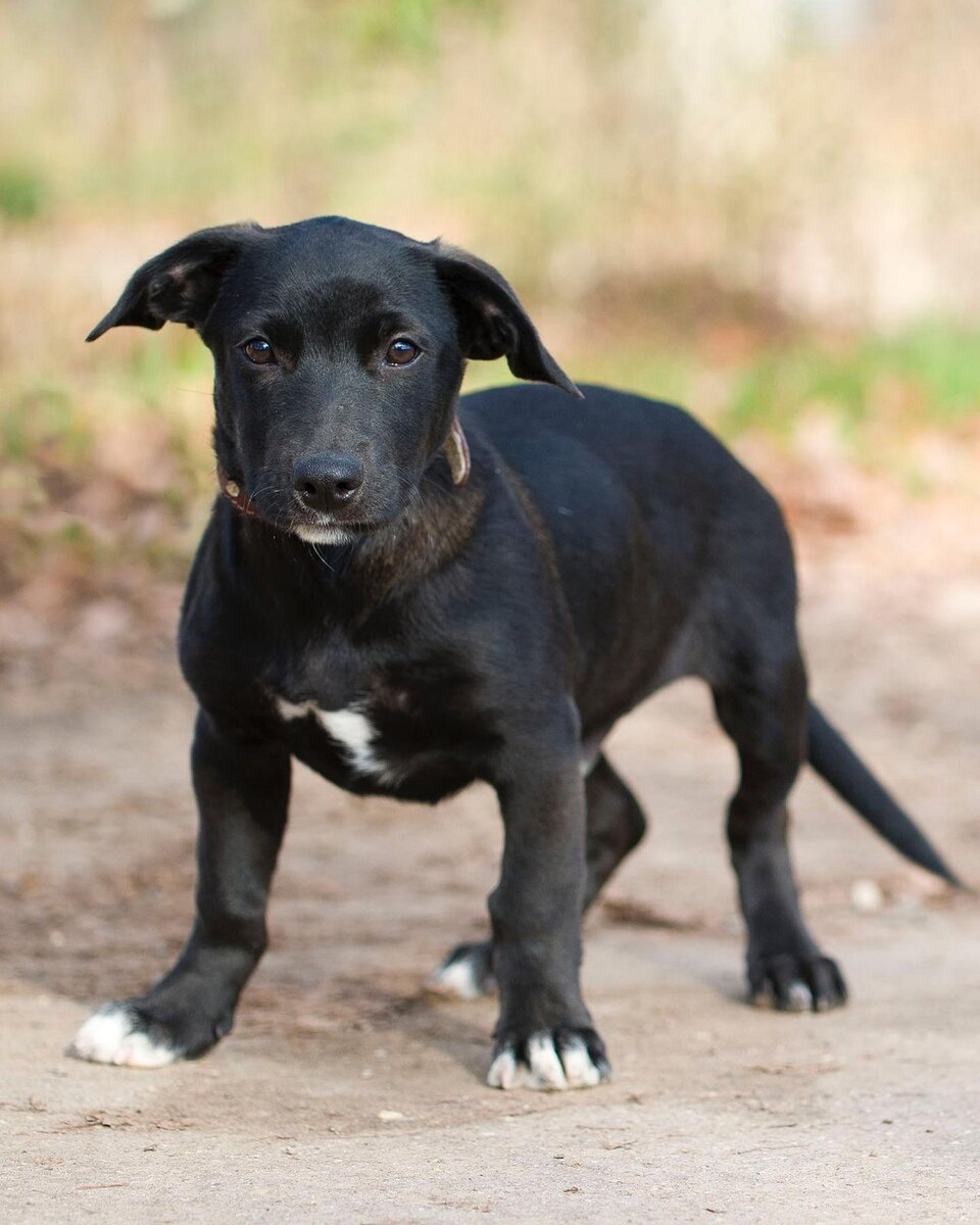Вот такой парень ещё в поисках дома