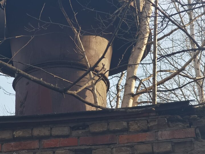     Деревья выросли на здании / Анастасия Дудалова