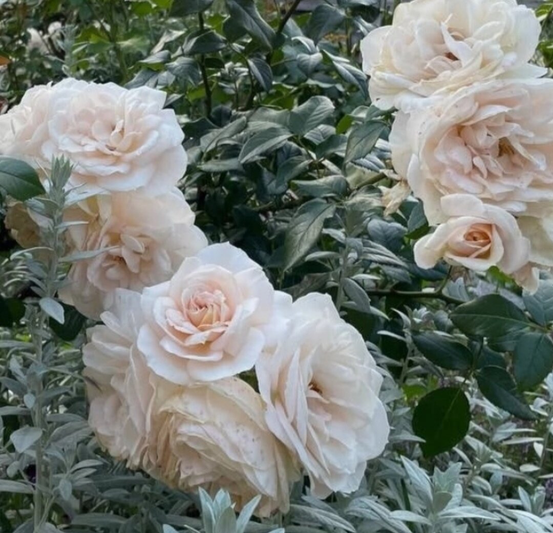 Фото приятельницы . Приозерск. Как хорошо смотрится с серебреяными растениями