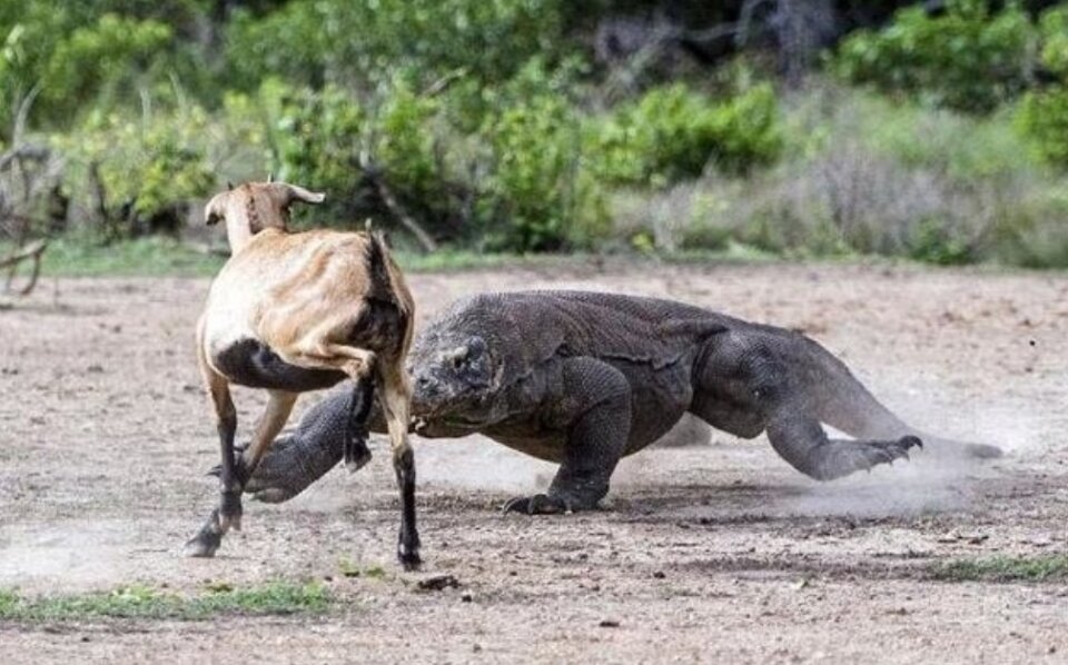 Да и добыча нередко у них сухопутная