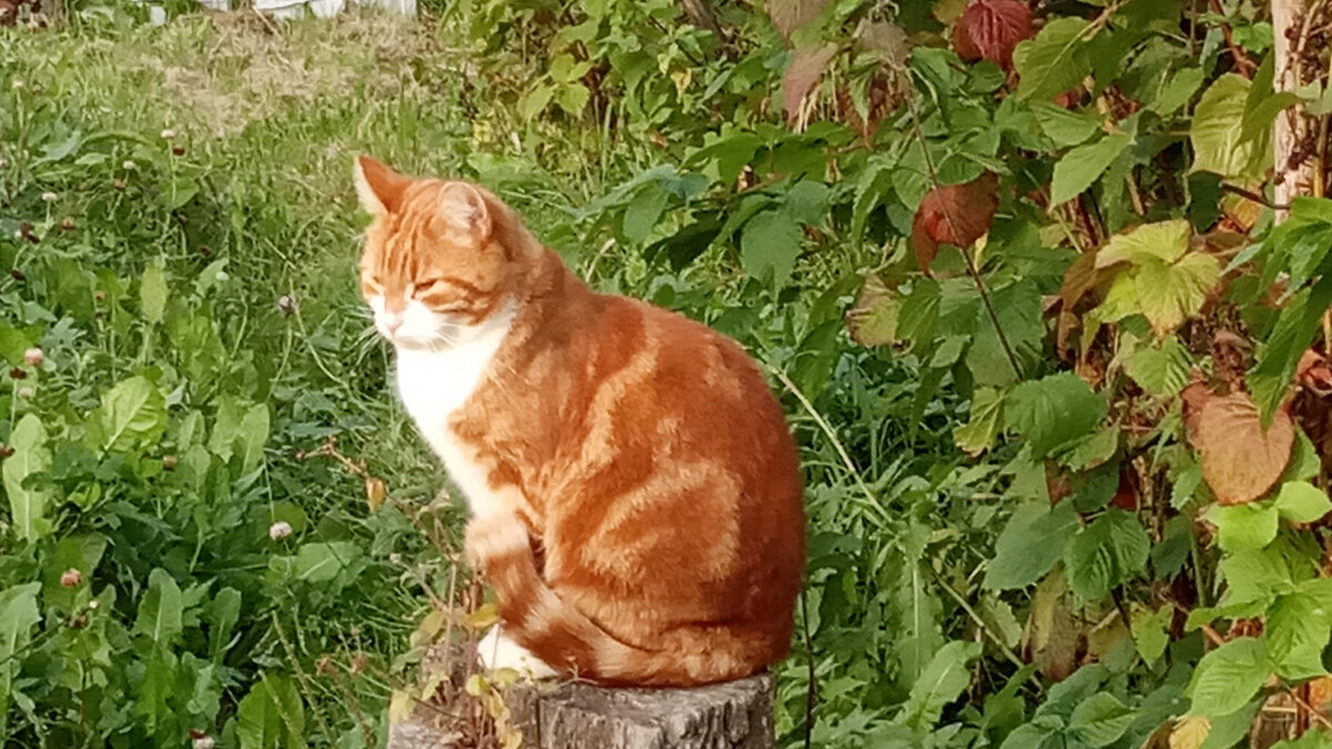 Вот такие красавцы живут у нас на даче. Разве можно им навредить?