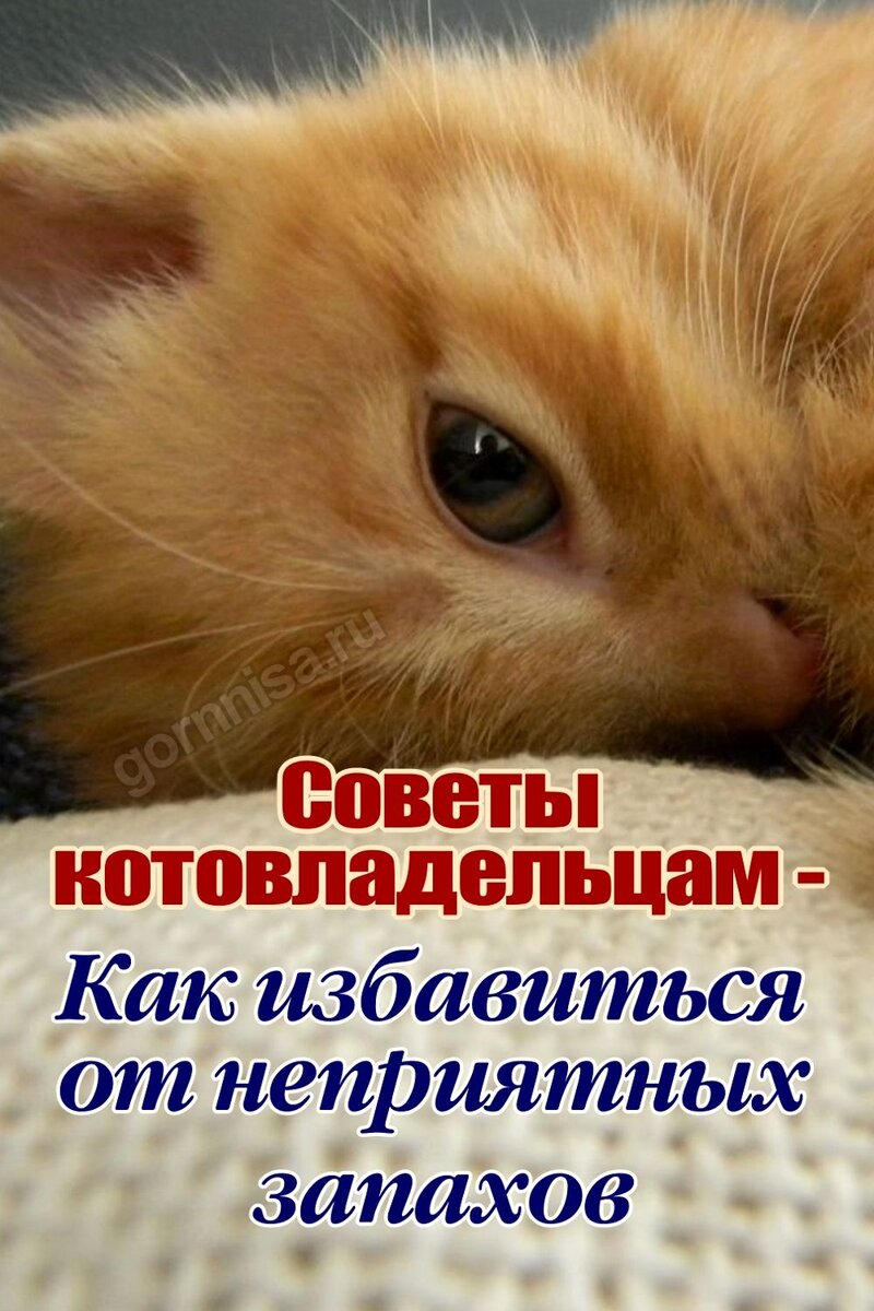    Советы котовладельцам — как избавиться от неприятных запахов Pavlov A