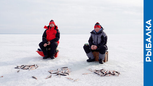 Ловля плотвы на БОЛЬШИХ водоёмах #МОРМЫШКА