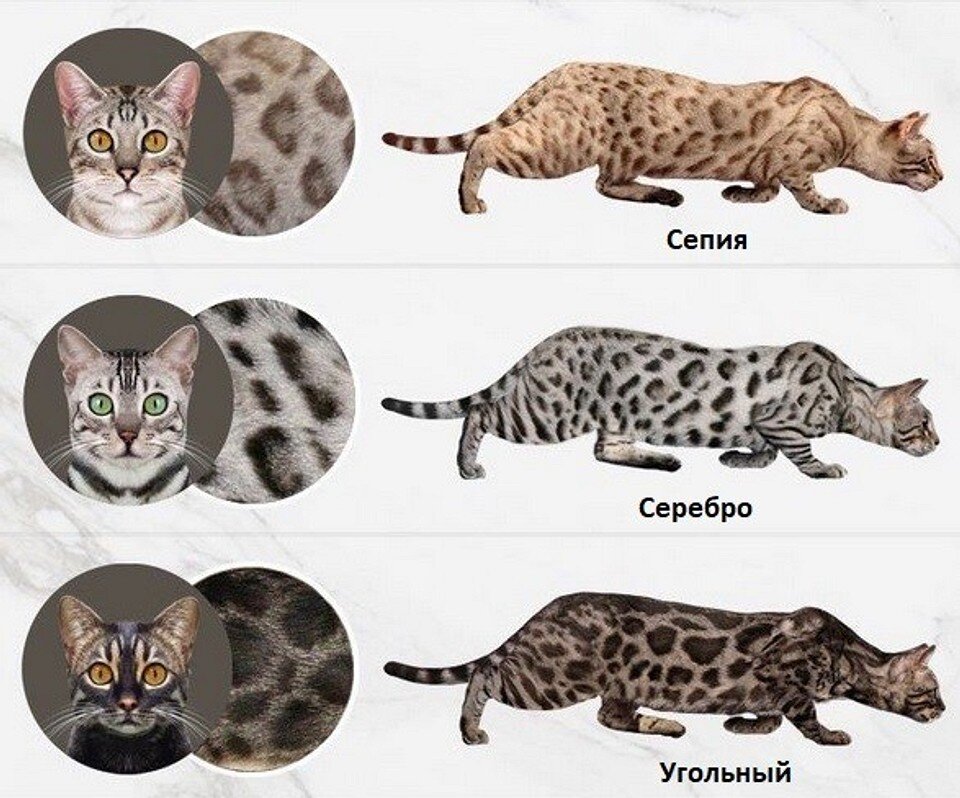 Bengal Cat Colors and Patterns Bengal cat, Bengal cat kitten, Cat colors