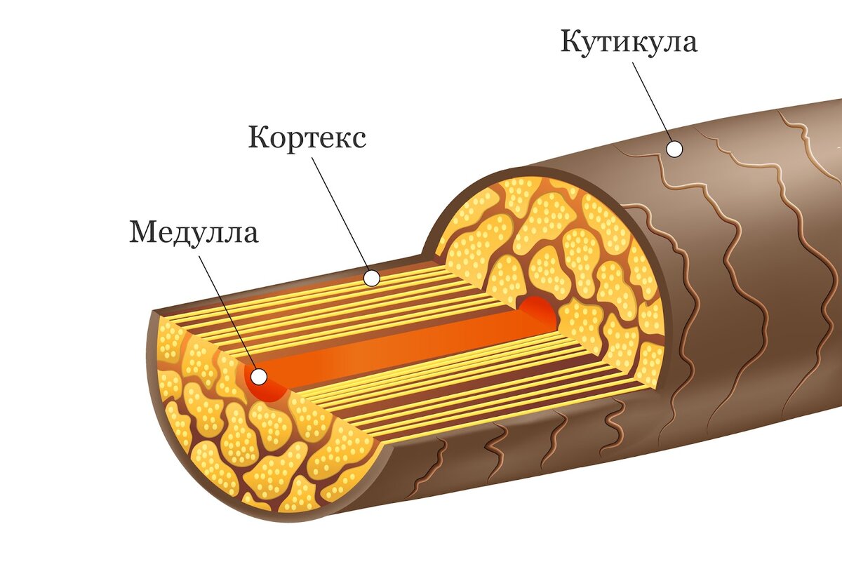 Строение волосяного стержня. Кортекс – основная часть стержня, состоит из кератиновых волокон. Источник: Яндекс-картинки