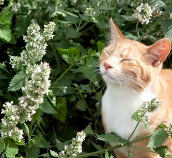 Котовник - кошачья мята. Скрин фото автора