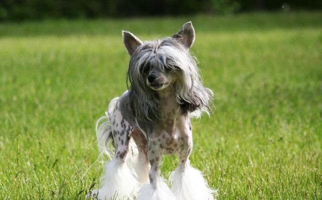 Как породы собак отражают характер и личность владельца