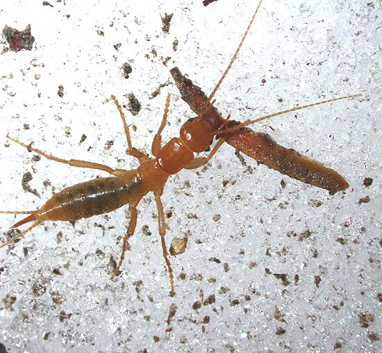 Ледяной жук: Необычное зимнее насекомое. Должен был вымереть ещё в мезозое, но спрятался под снегом и живёт до сих пор!