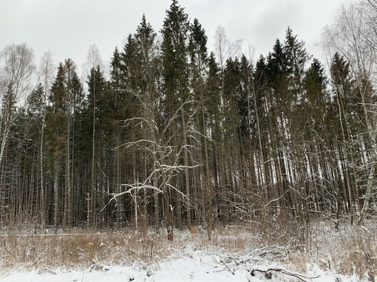     Фото: crimea.mk.ru