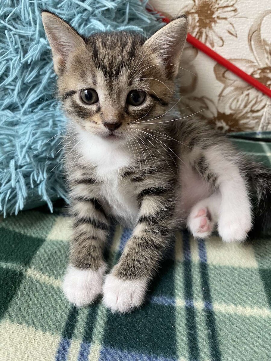 Кошечка