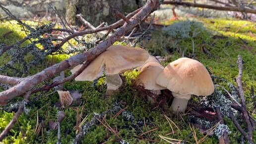 Колпак кольчатый (Cortinarius caperatus)