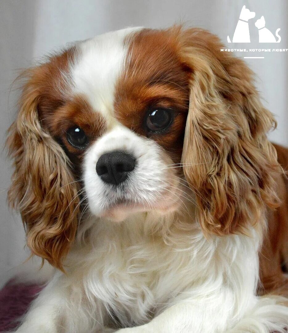 Как можно не улыбнуться увидев эту картину с утра в собственной постели