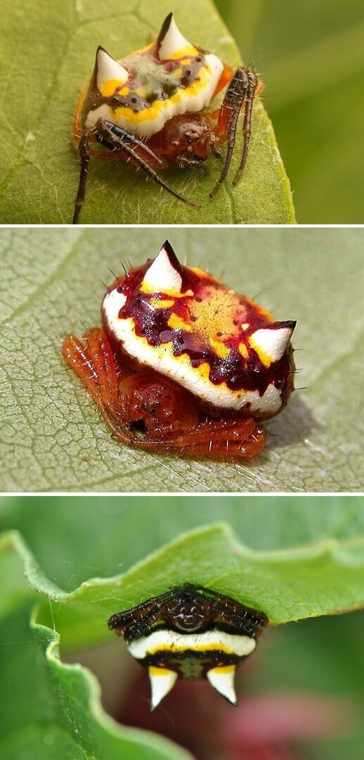 Называй меня "котён".