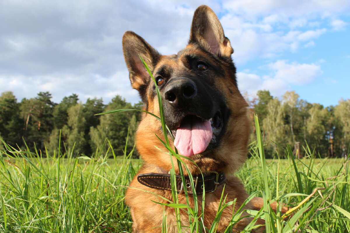 Альфа-новый Пауль?