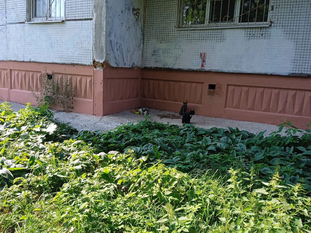 Последнее фото той семьи, 20 августа. 