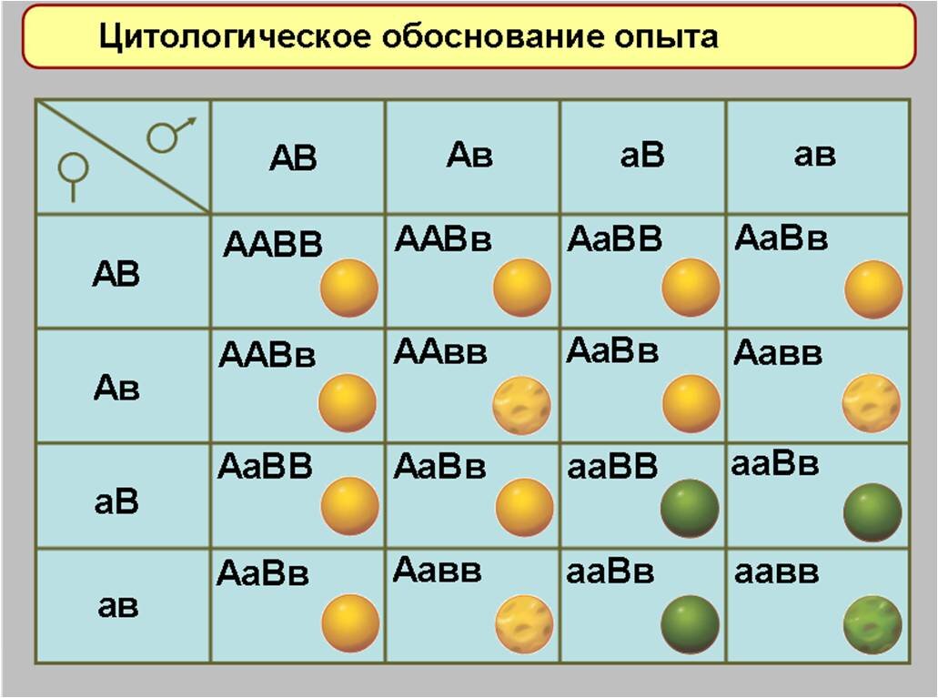 Урок дигибридное скрещивание 10 класс