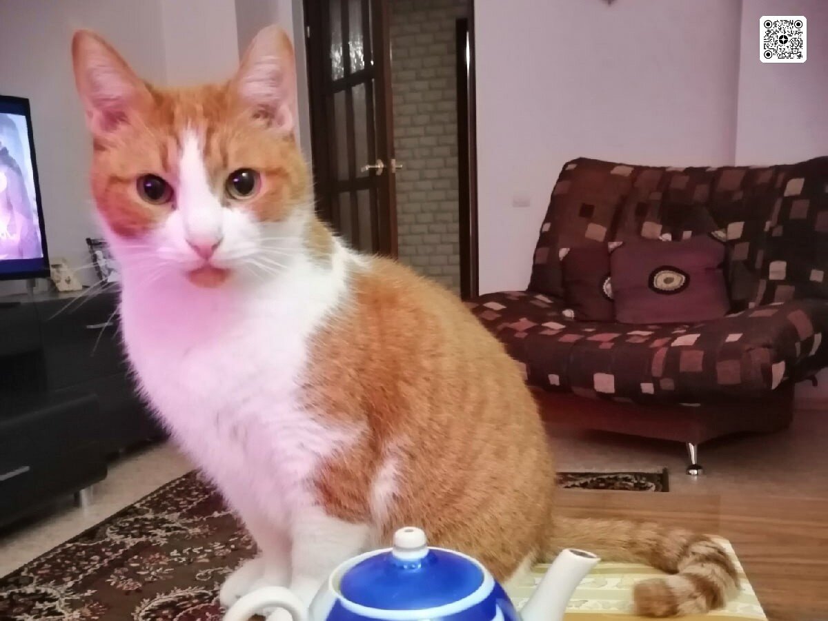 Рыжик. Мой бывший подопечный с тяжелой травмой задней лапы. В 2016 г., после длительного курса лечения и реабилитации, пристроен по договору в очень хорошие руки, Это фото прислала хозяйка Рыжика в ноябре 2022 г. 