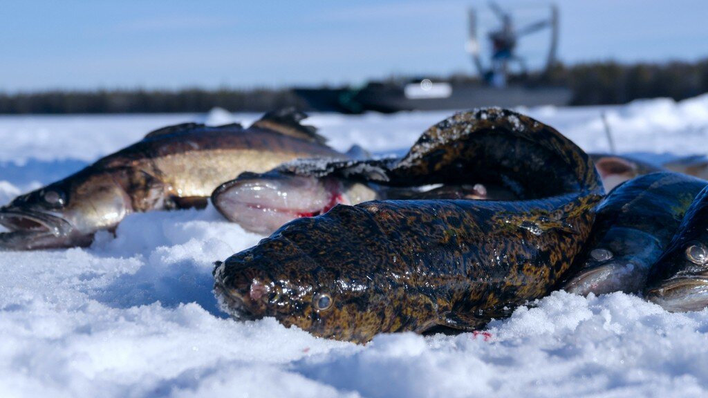   Налим является ценным трофеем для каждого рыбака-зимника. Эта пресноводная рыба любит обитать в холодных северных водоемах, а наилучший клев — зимой со льда.