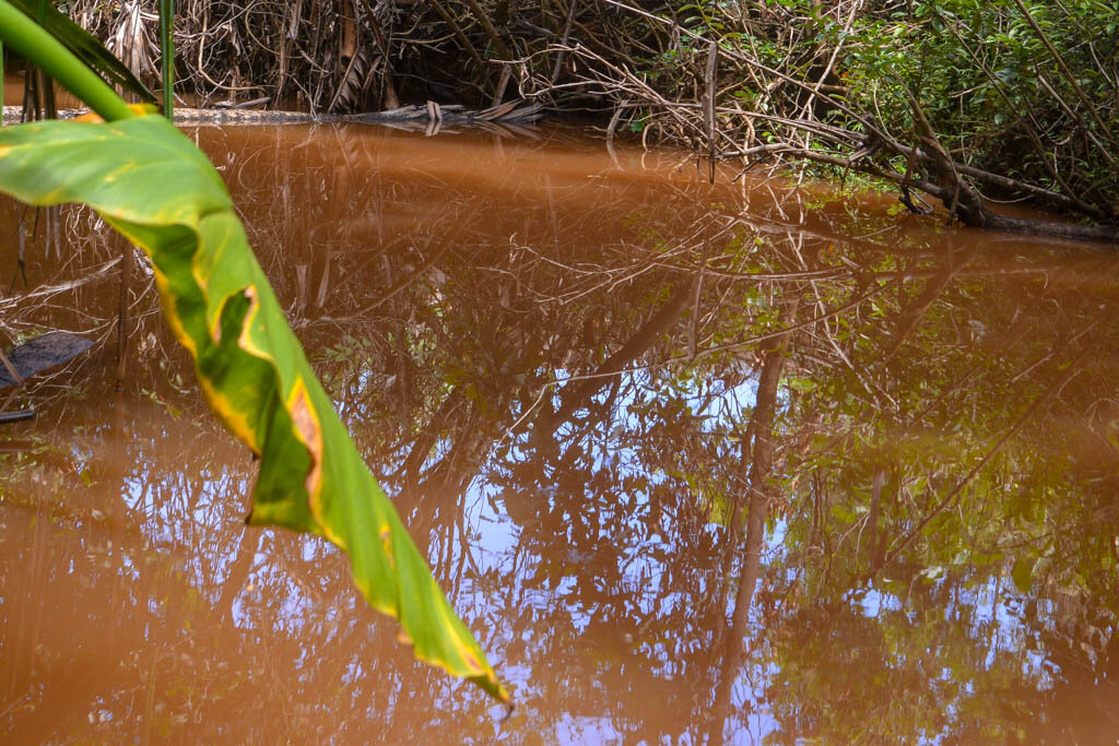 2. Речка находится метрах в 600-ах от плантации. Вообще-то вода в ней очень прозрачная. Вполне себе питьевая. Но всю предыдущую ночь шел проливной дождь. Поэтому речка окрасилась в багровые тона местной почвы.