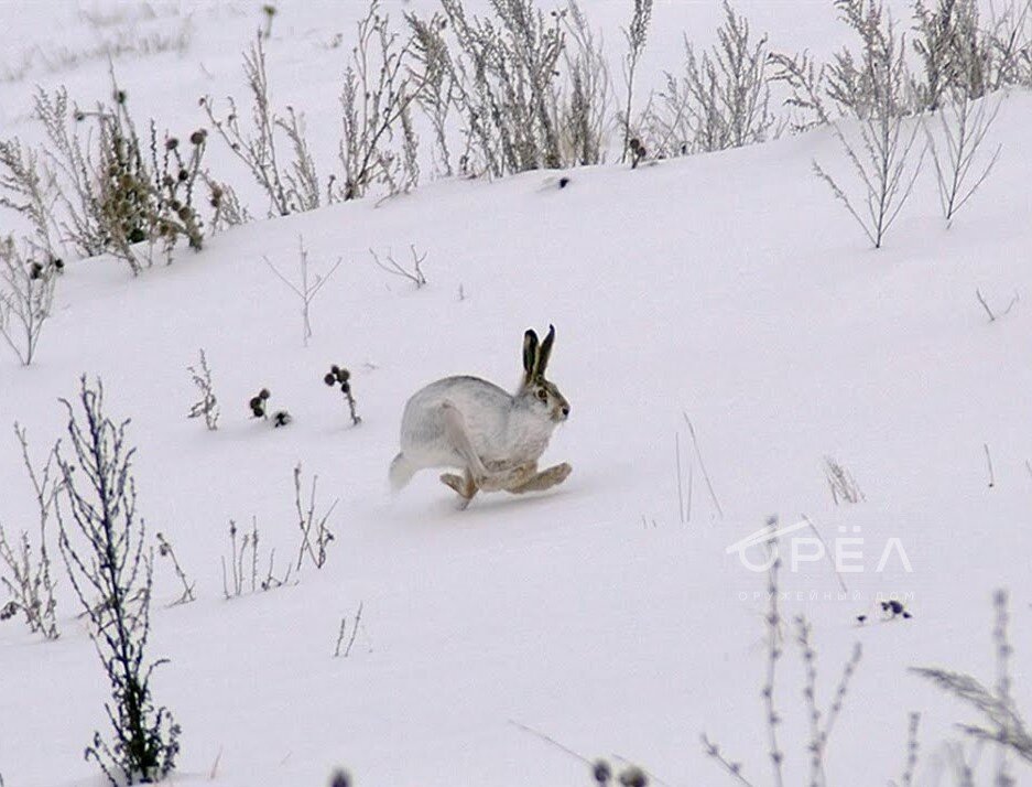 Заяц русак бежит. Заяц беляк и русак. Русака игра. Иберийский заяц. Зимний заяц русак охота.