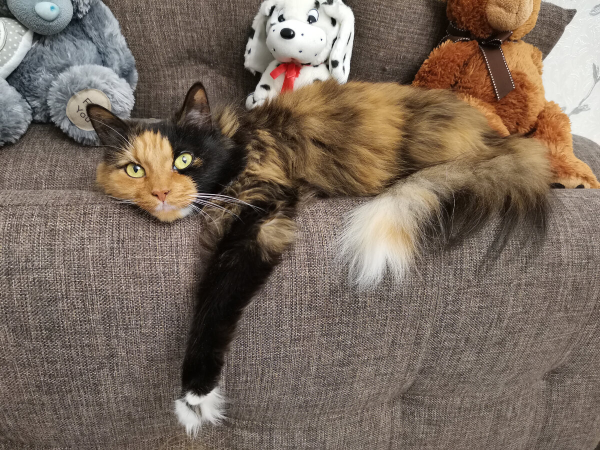 Киса отдыхает