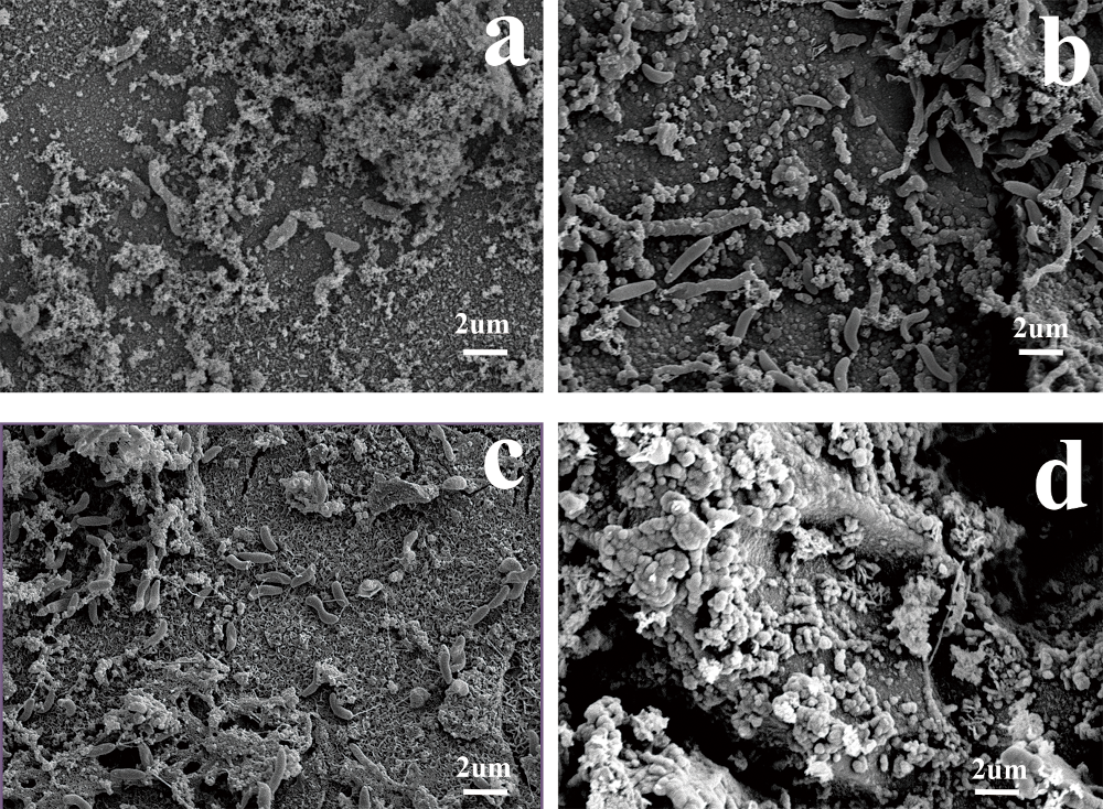   Hou et al. / PLOS One, 2016