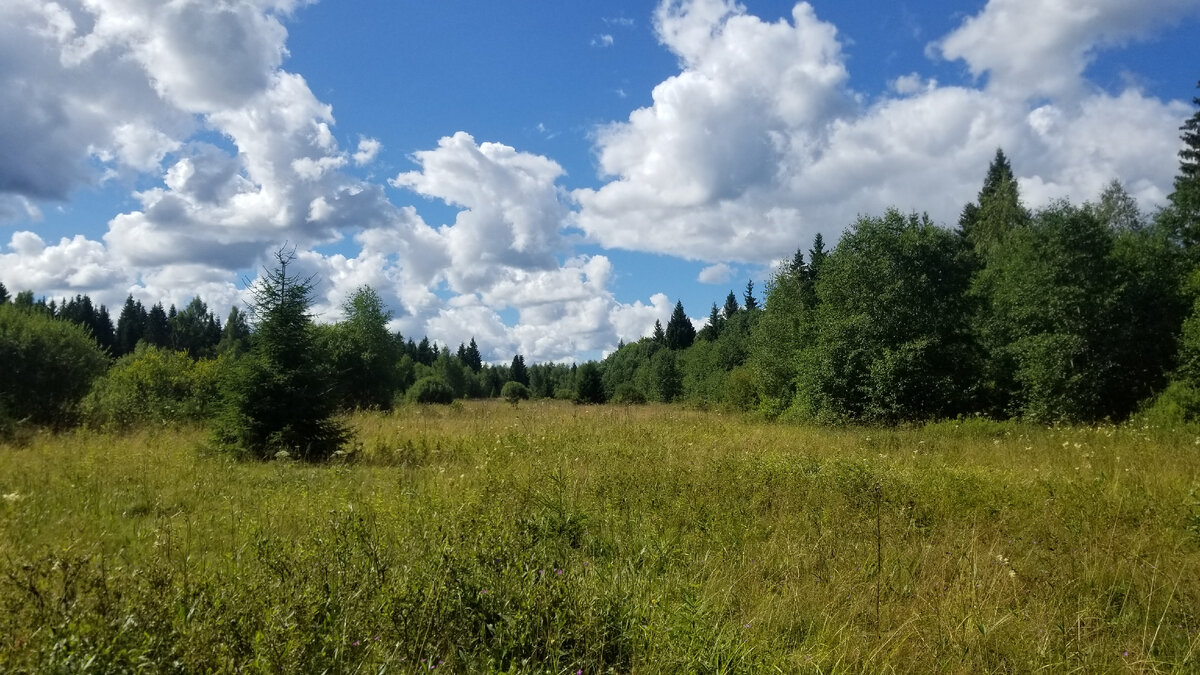 Лесная полянка