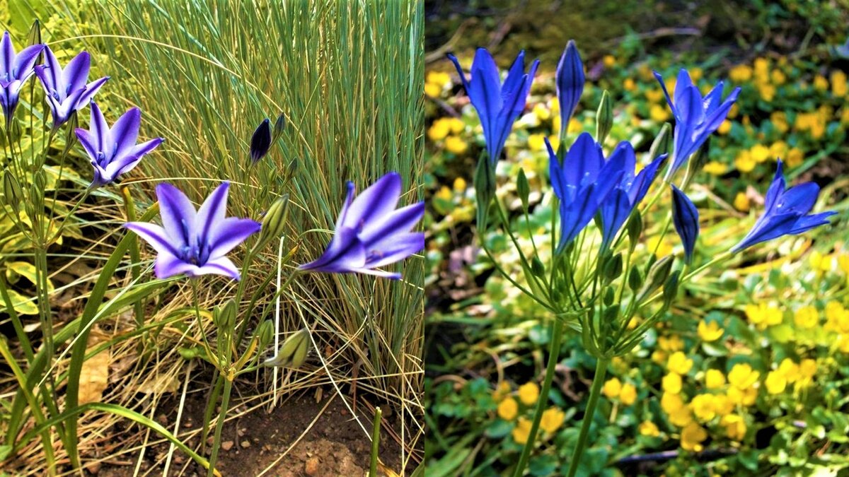 Редкие луковичные цветы, о которых мало, кто знает! GardenLife Дзен